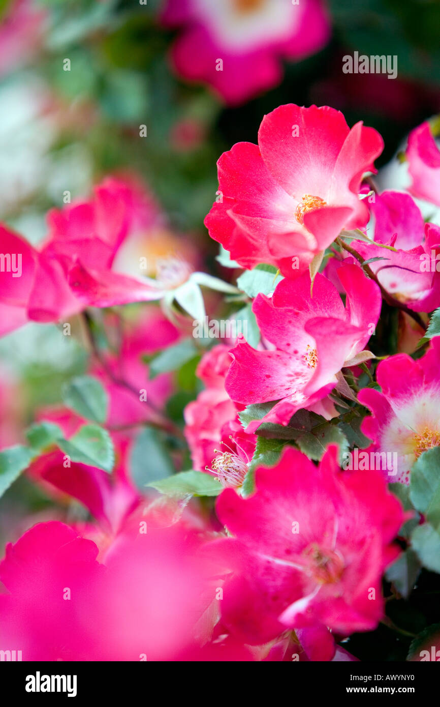 Wild Small Roses Wild roses hi-res stock photography and images - Alamy