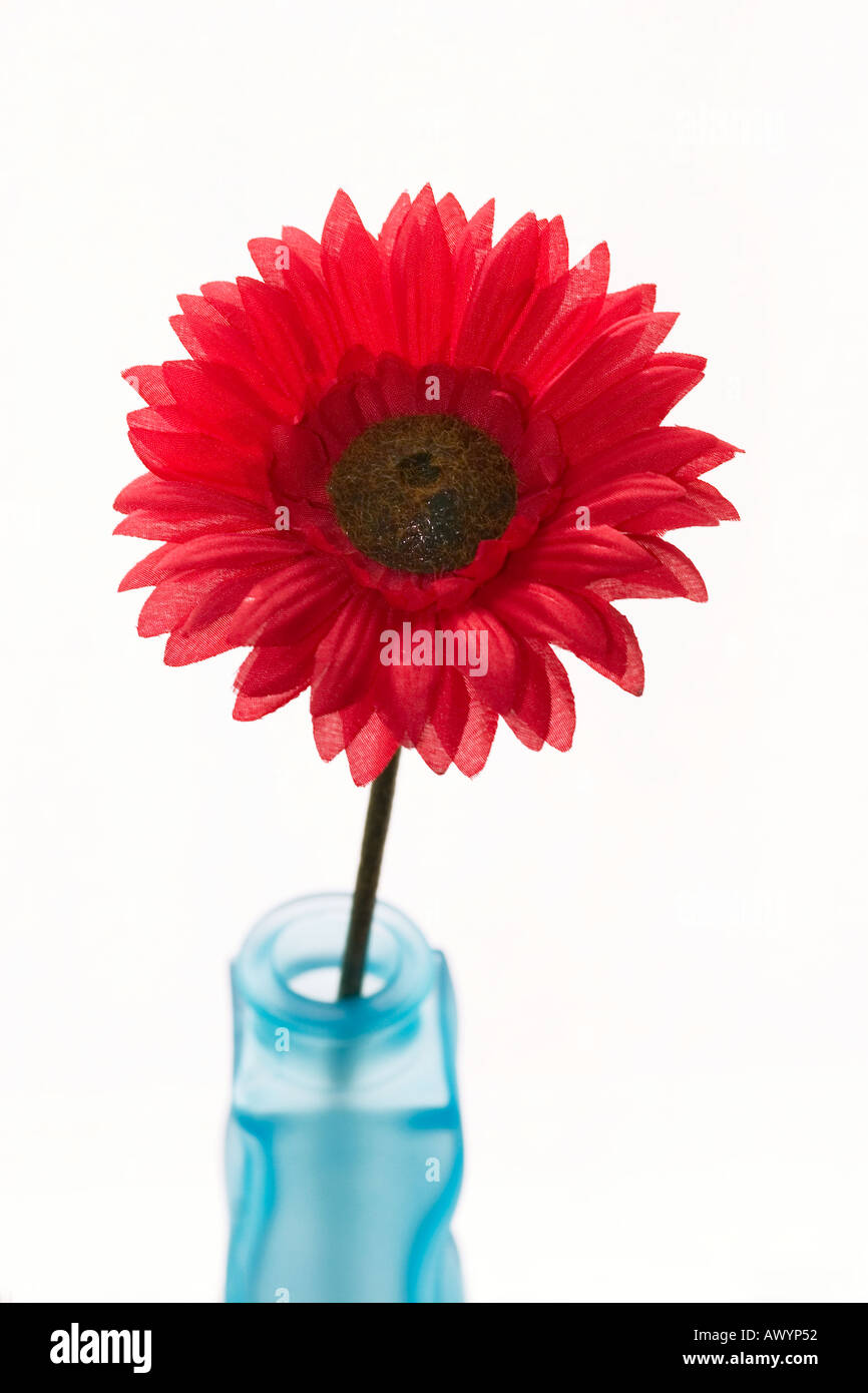 Red gerbera in red glass Stock Photo