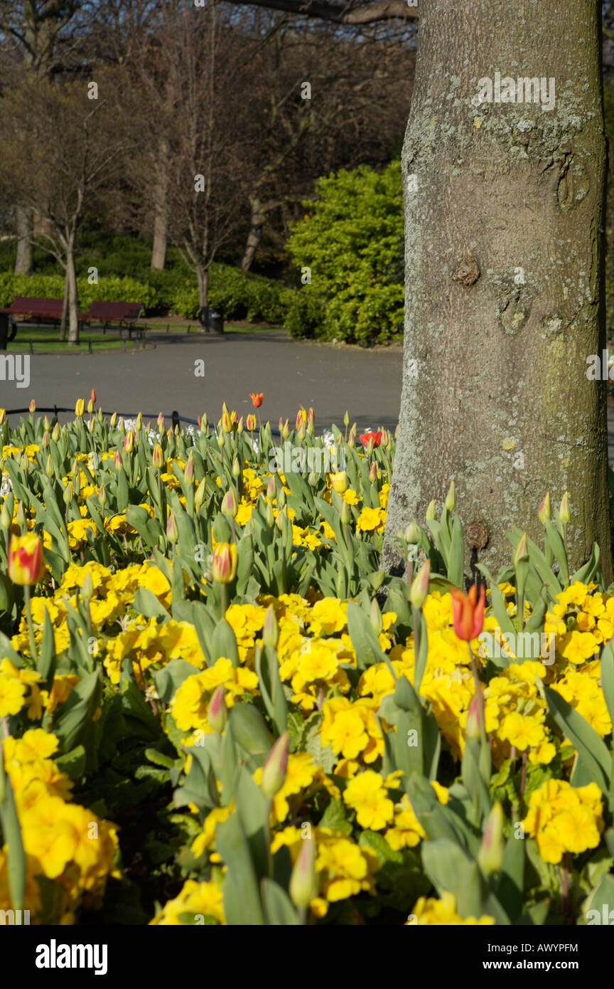Flowers in bloom in St. Stephen's Green, Dublin ireland Stock Photo Alamy