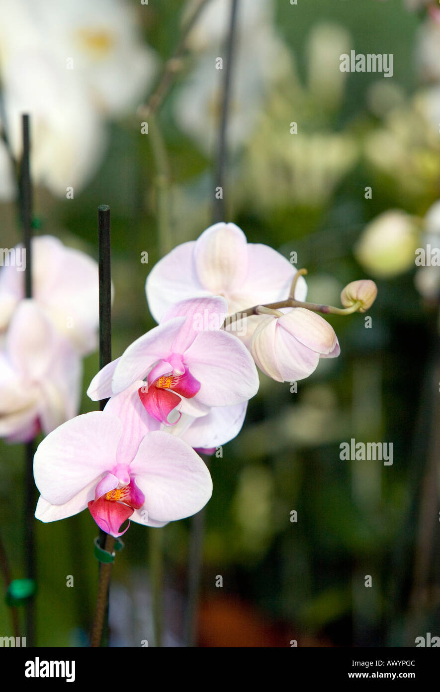 Orchid phalaenopsis flowers Stock Photo