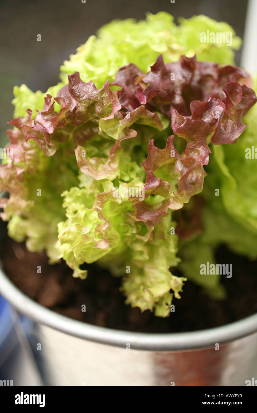 growing lettuce in pots Stock Photo Alamy