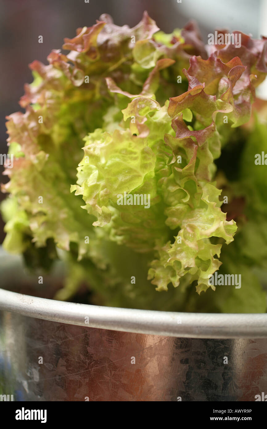 growing lettuce in pots Stock Photo Alamy