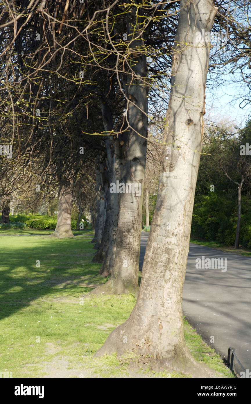 Trees in St. Stephen's Green Dublin Ireland Stock Photo Alamy