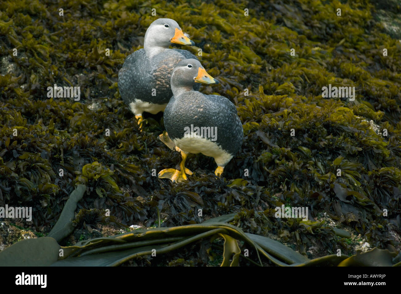 Magellanic Flightless Steamer Duck (Tachyeres pteneres) Chiloe Island CHILE Stock Photo