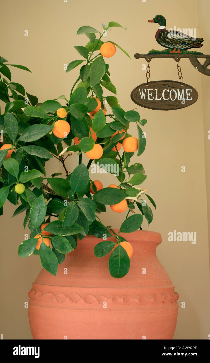 Potted plant and welcome sign Stock Photo