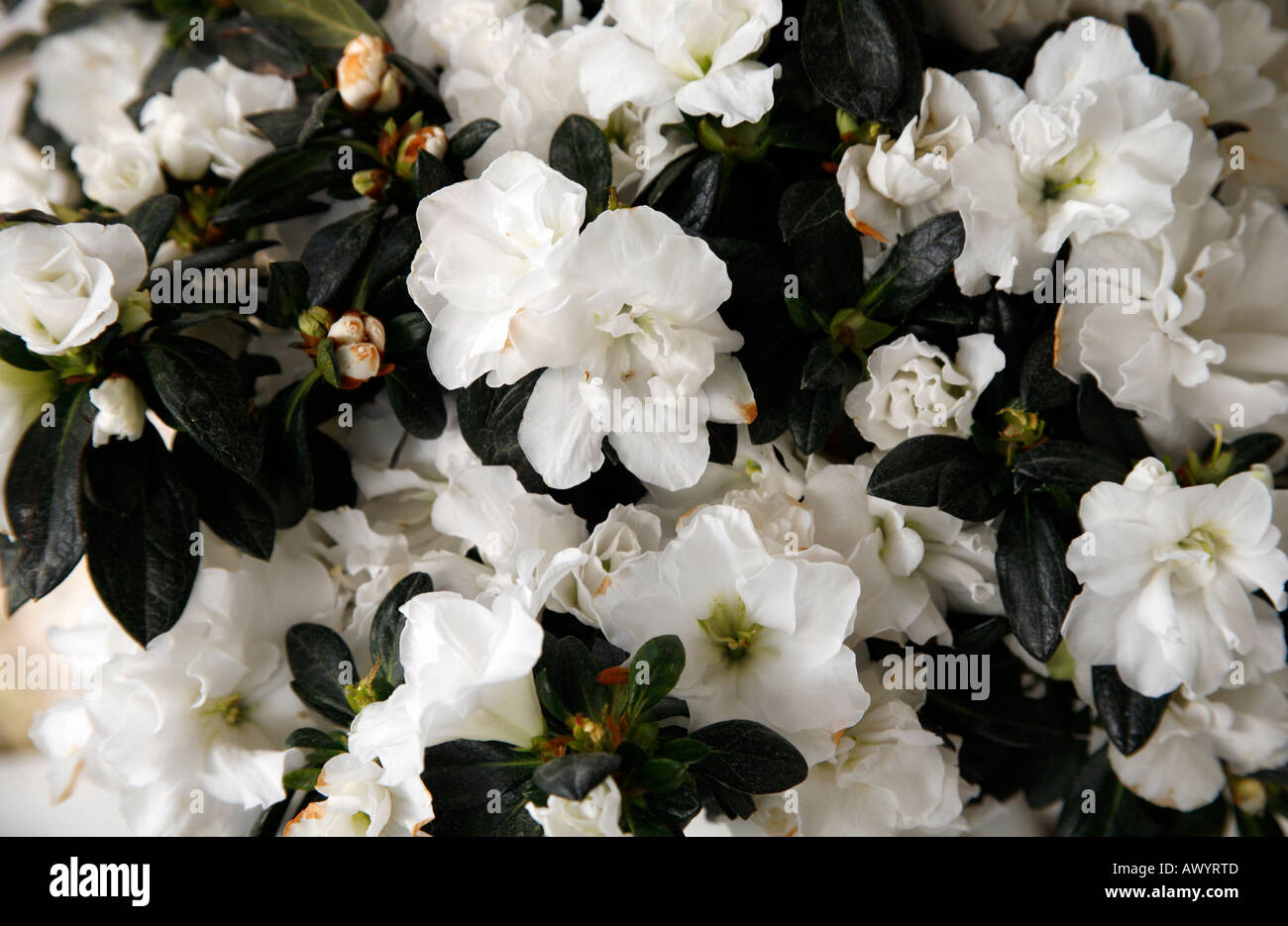 A plant with white flowers Stock Photo Alamy