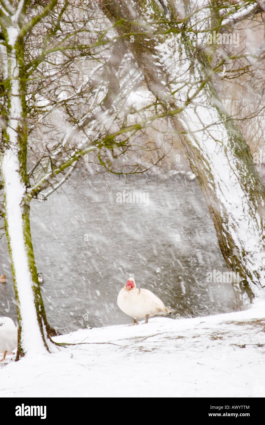 A Muscovy duck, Cairina moschata, outside in the snow, in winter Stock Photo