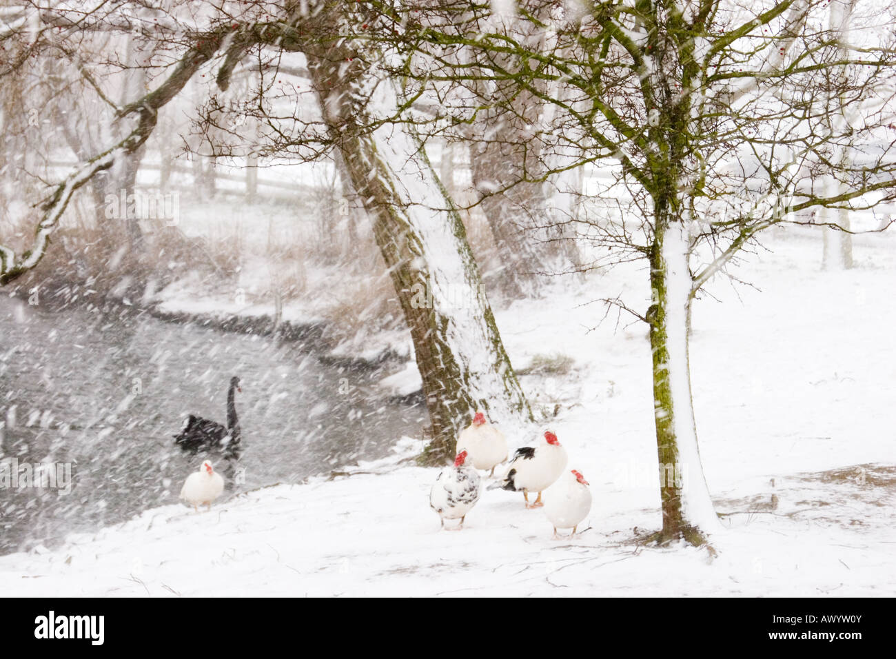 Muscovy ducks, Cairina moschata, outside in the snow, in winter Stock Photo