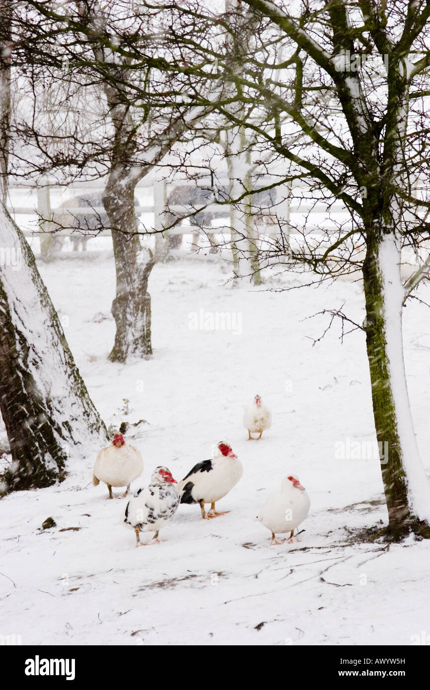 Muscovy ducks, Cairina moschata, outside in the snow, in winter Stock Photo