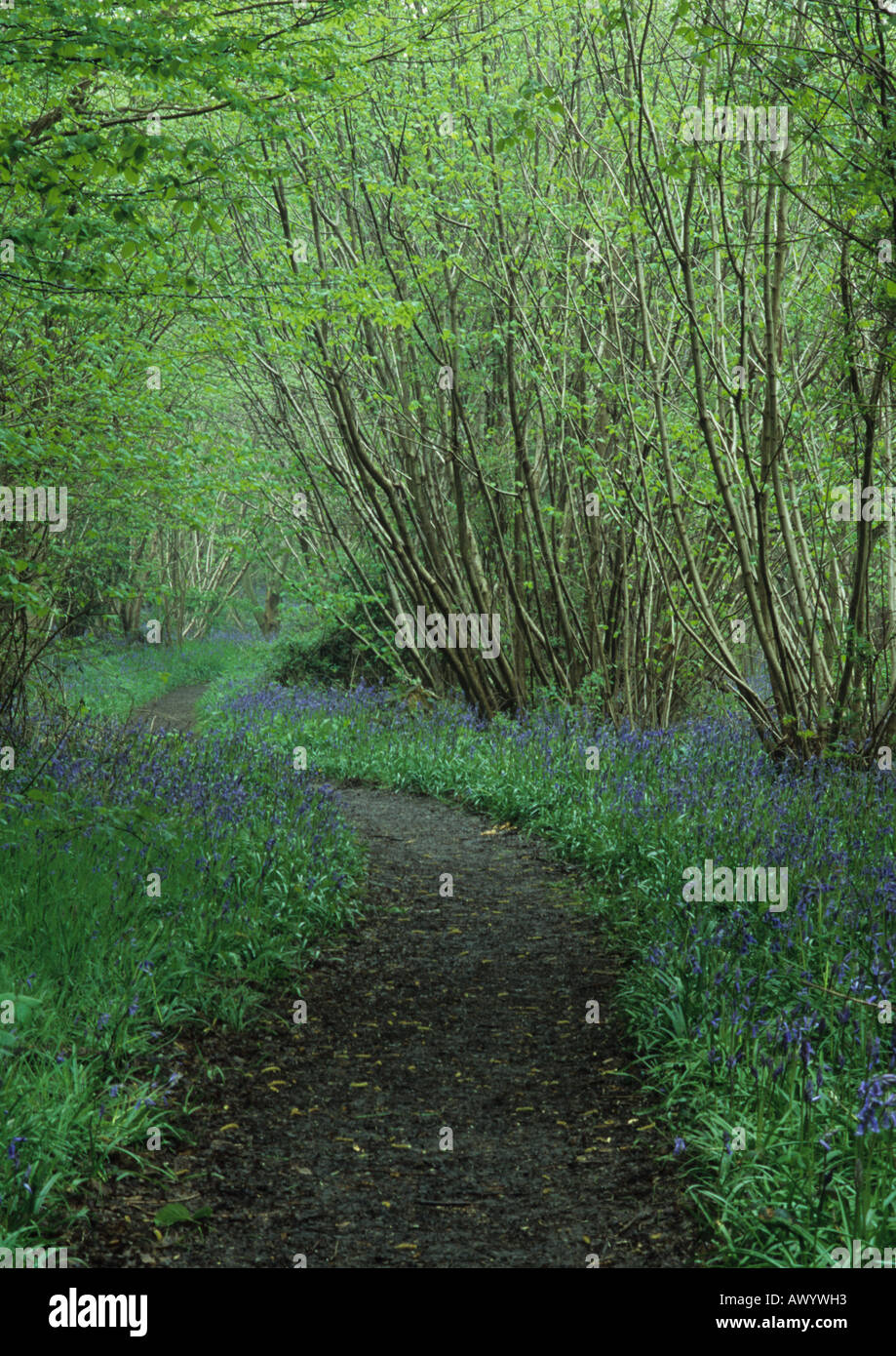 Bluebells at Reydon Woods (Hyacinthoides non-scripta) in Suffolk Uk Stock Photo