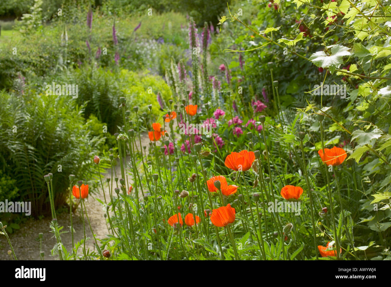 Foxgloves and poppies line a path in the garden at Snowshill Manor