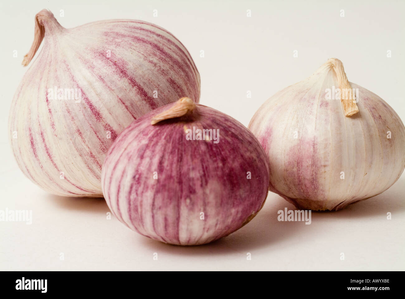 single clove garlic Stock Photo Alamy