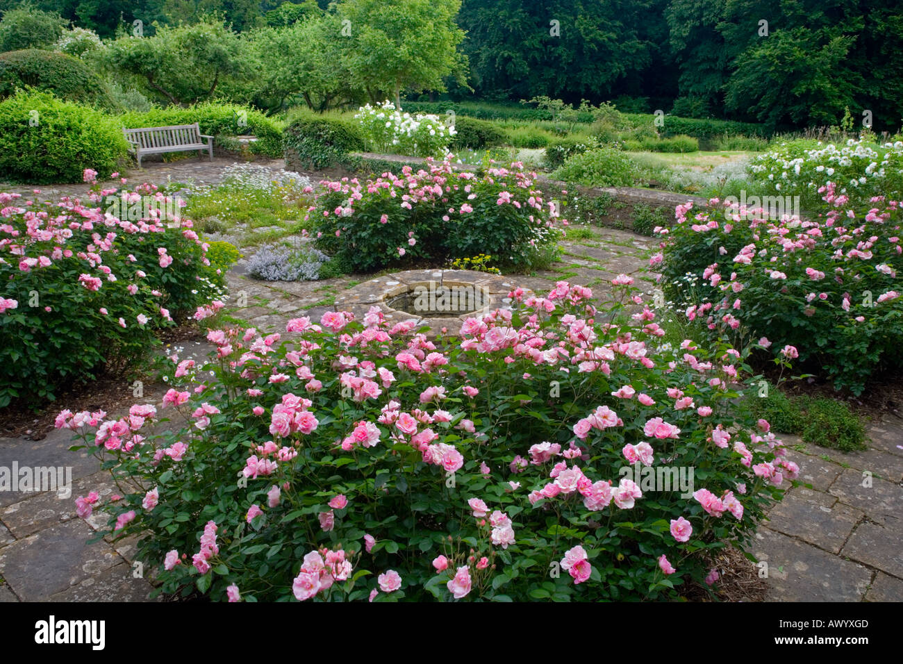 Rose Garden in the Inner Court at the C15th Great Chalfield Manor