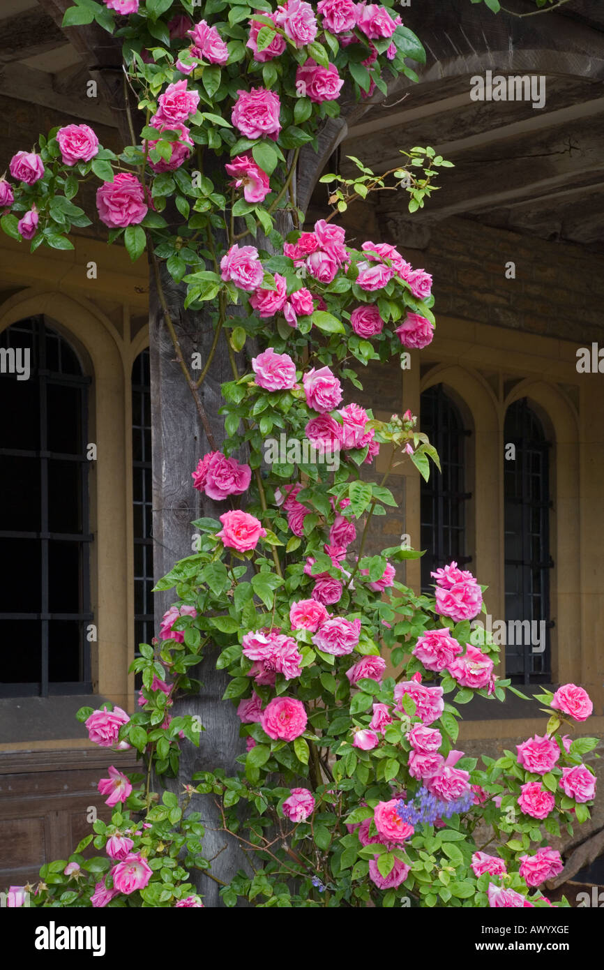 Old fashioned roses hi-res stock photography and images - Alamy