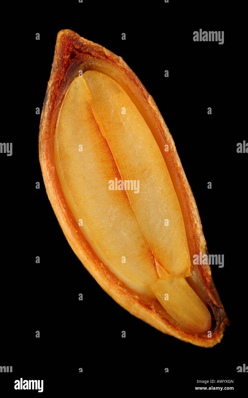 Apple seed cross section stained with iodine. Stock Photo