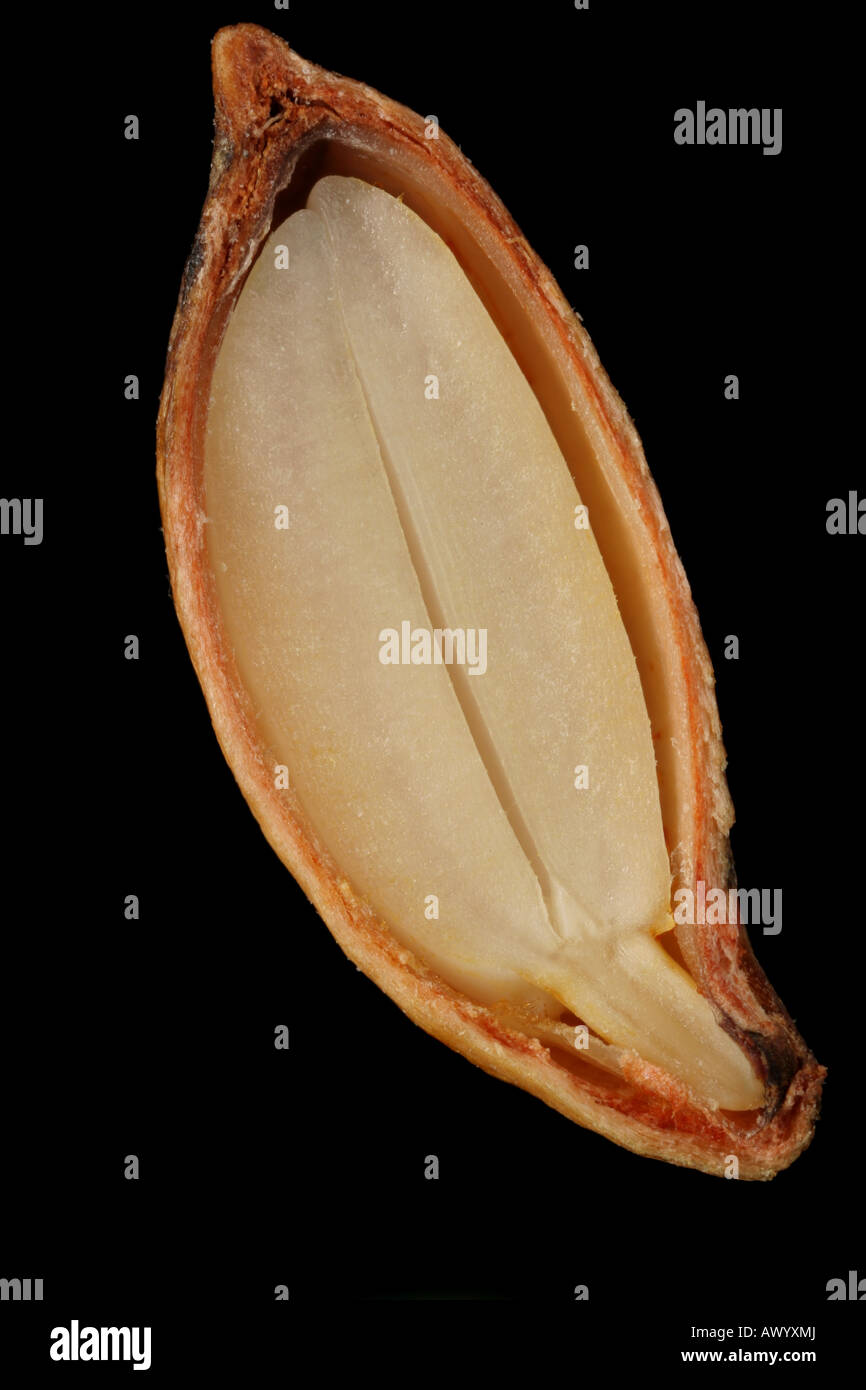 Apple seed cross section, unstained. Stock Photo