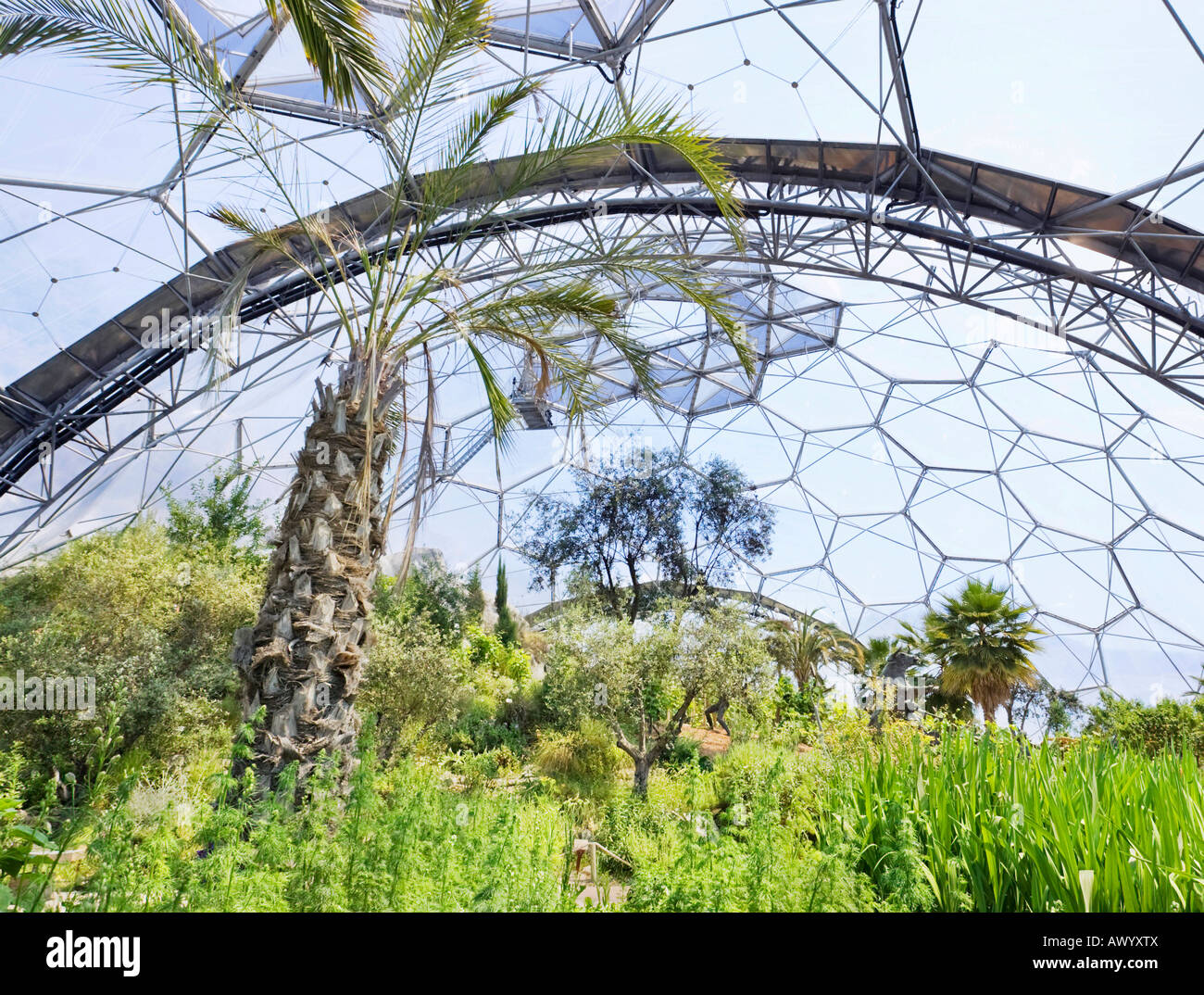 A palm tree growing inside the Mediterranean (Warm Temperate) Biome at the Eden Project