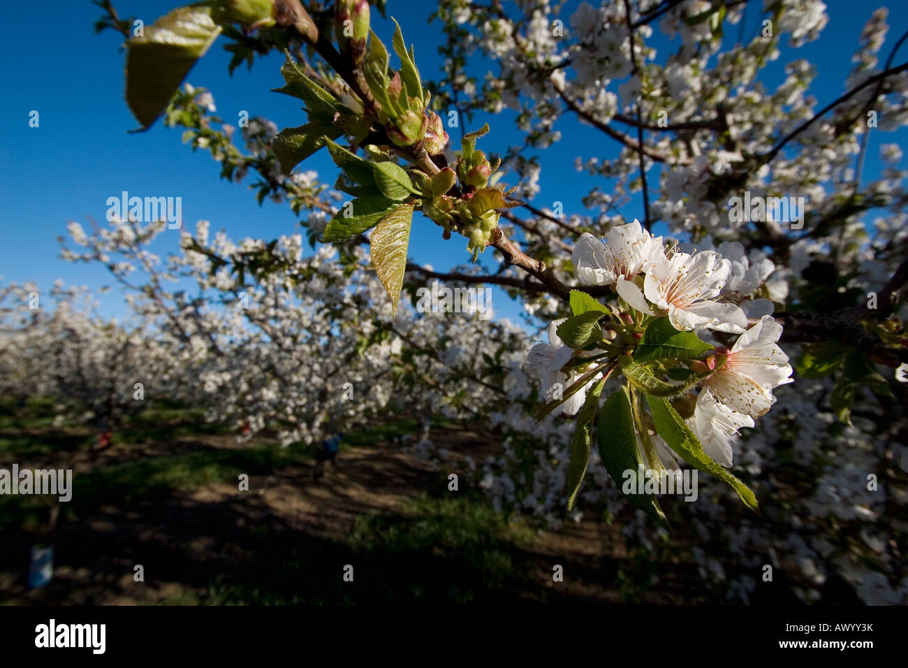 Blossoms fill an orchard in Brentwood, California as spring approaches