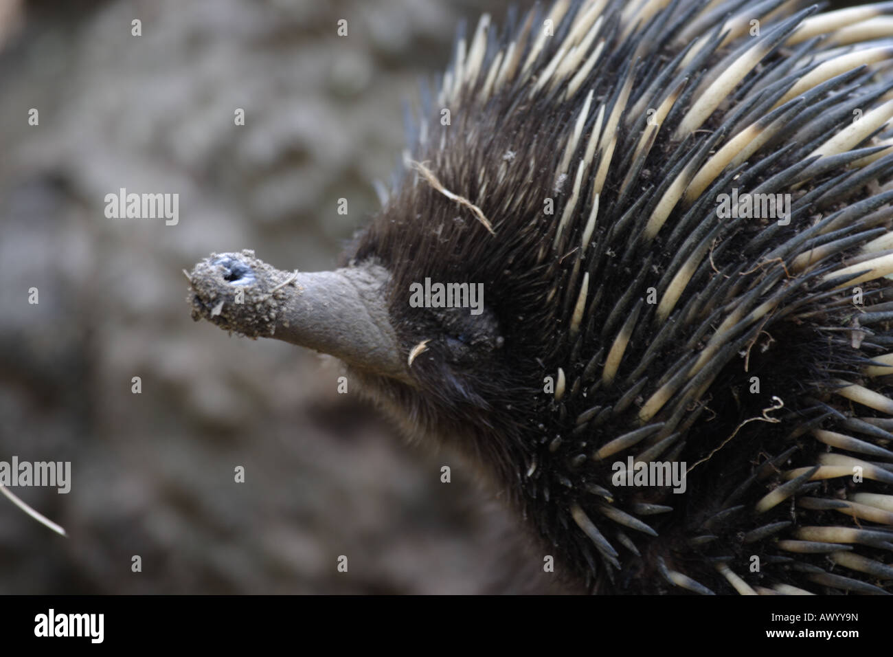 Short-nosed echidna, tachyglossus aculeatus, single adult Stock Photo