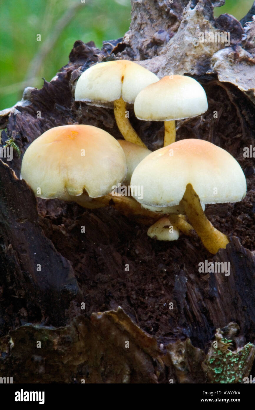 A cluster of Fungus growing on a rotten tree stump Stock Photo - Alamy
