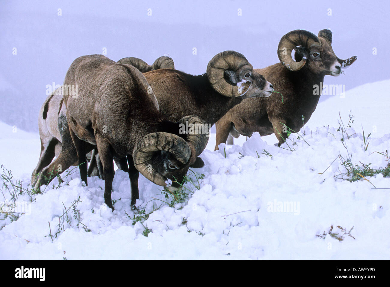 Canadian rockies bighorn rams hi-res stock photography and images - Alamy