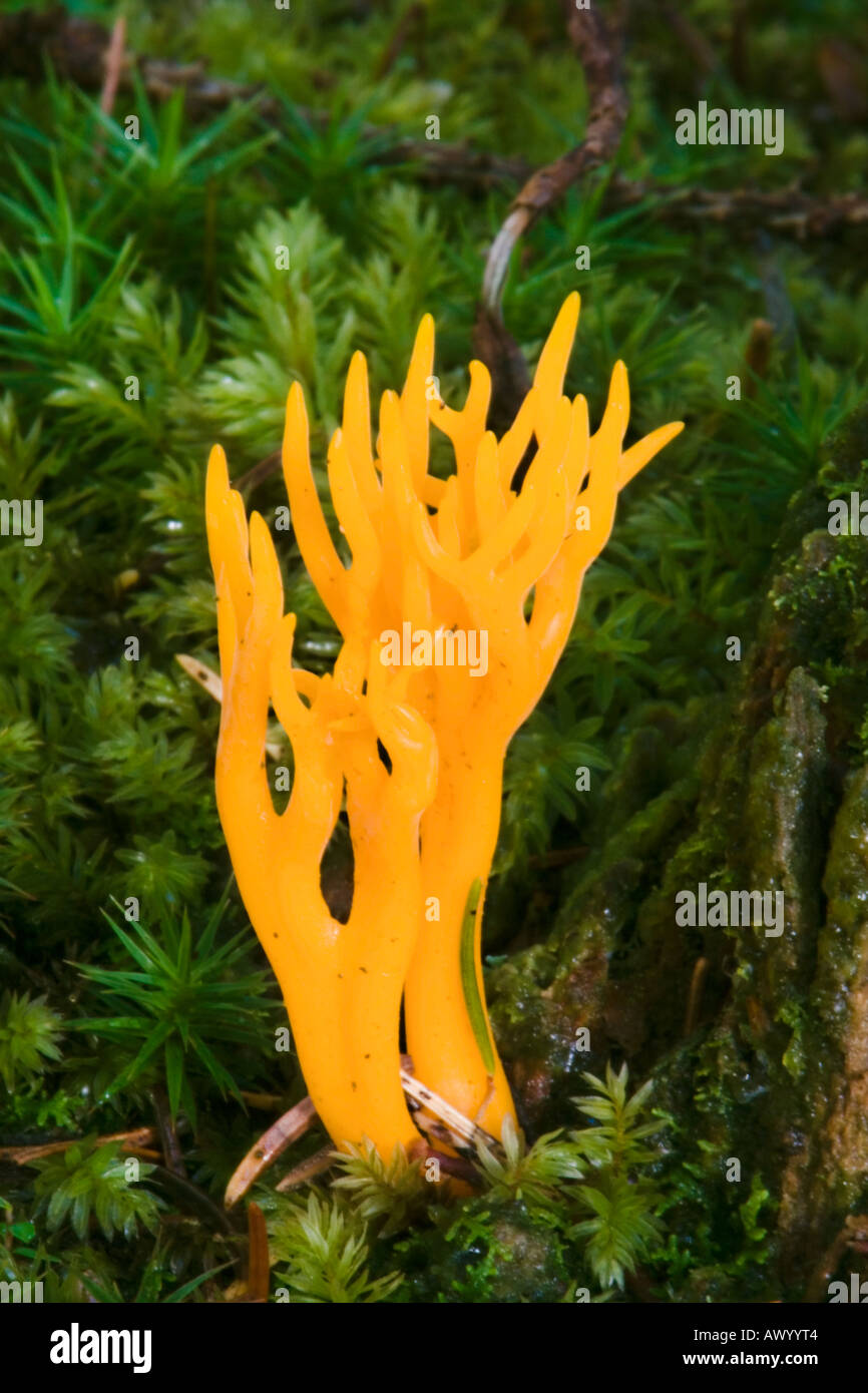 A coral jelly antler fungus growing on the forest floor surrounded by moss Stock Photo