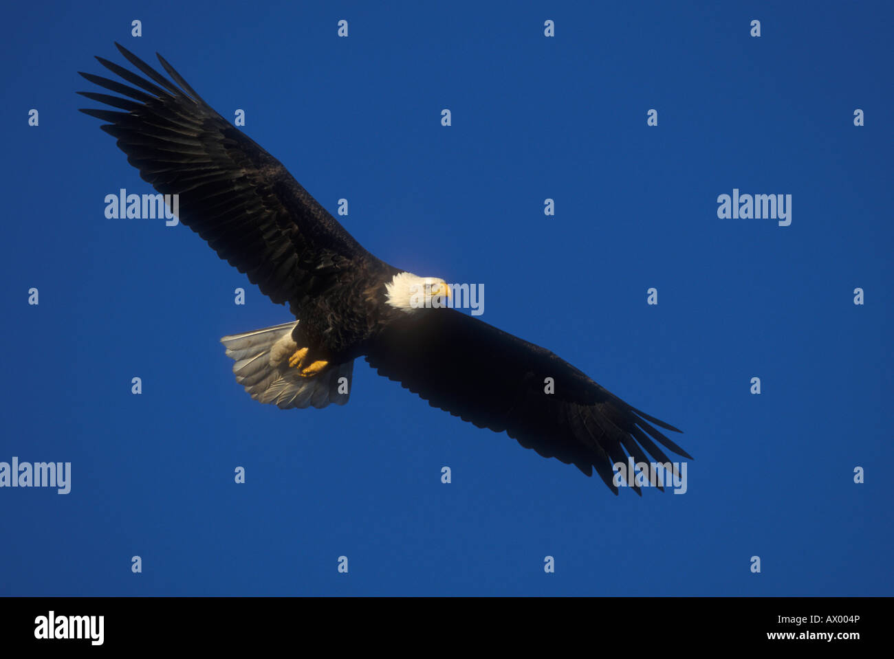Bald Eagle, Haliaeetus leucocephalus, in flight Stock Photo - Alamy