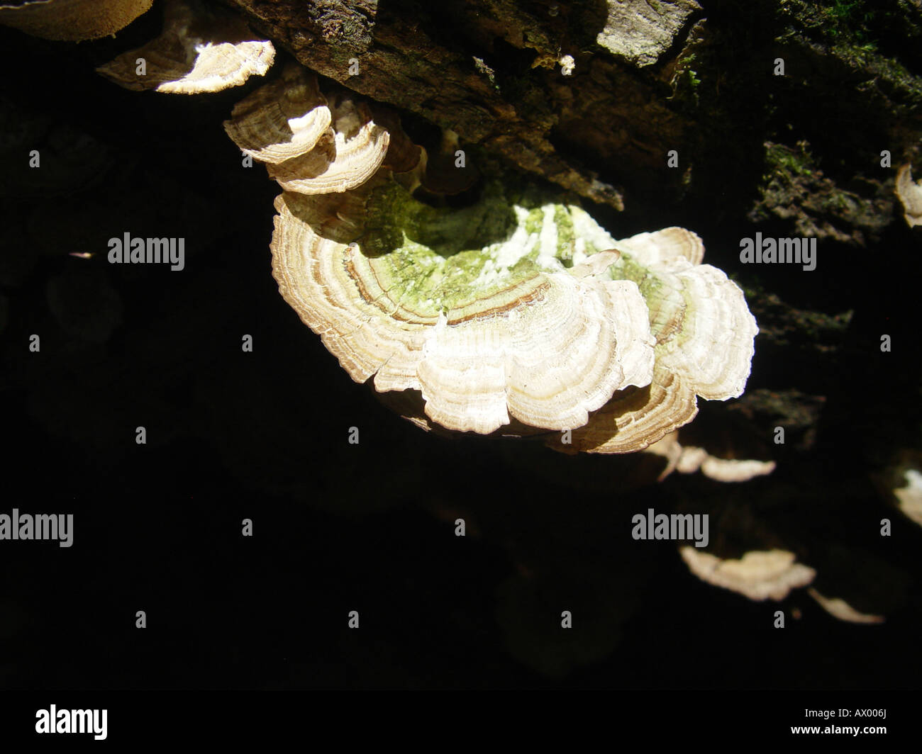 Tree fungus in sharp Sun and Shadow Stock Photo