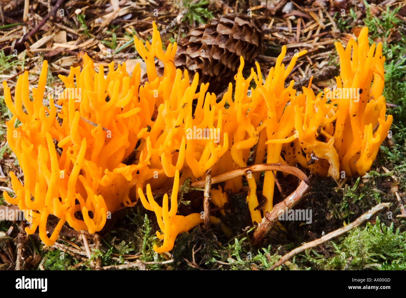 A coral jelly antler fungus growing on the forest floor surrounded by moss Stock Photo