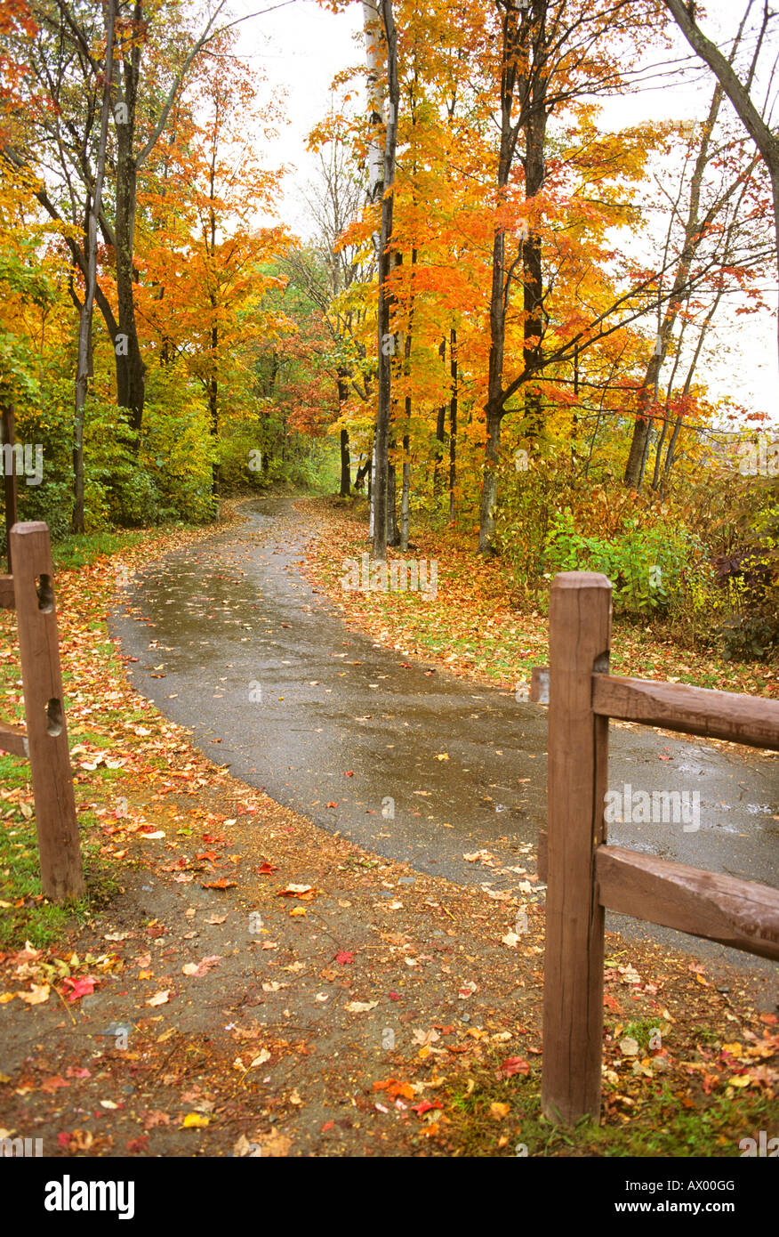 Vermont pathway through forest shows off fall colors in rain Stock