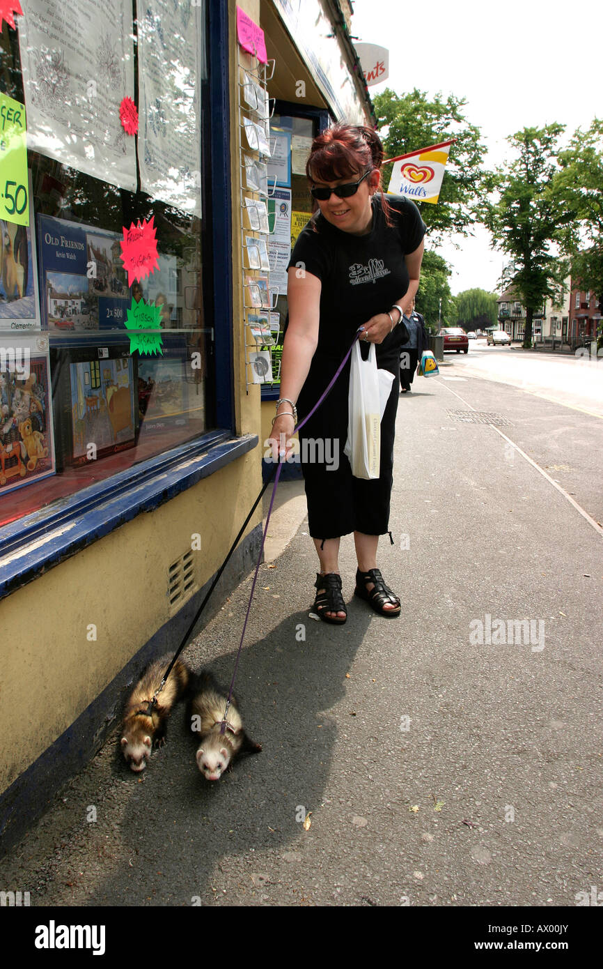 Worcestershire Evesham woman walking her pet ferrets on lead Stock Photo