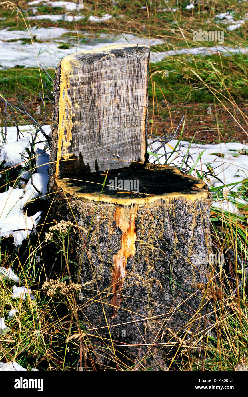 Tree Stump Seat Stock Photo Alamy   Tree Stump Seat AX00N3 