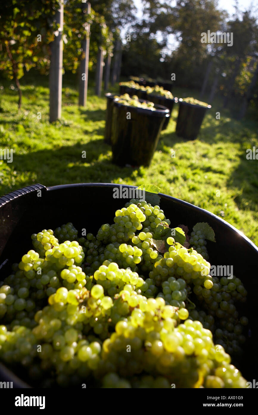 BINS OF GRAPES WAITING TO BE COLLECTED FOR WINE MAKING Stock Photo