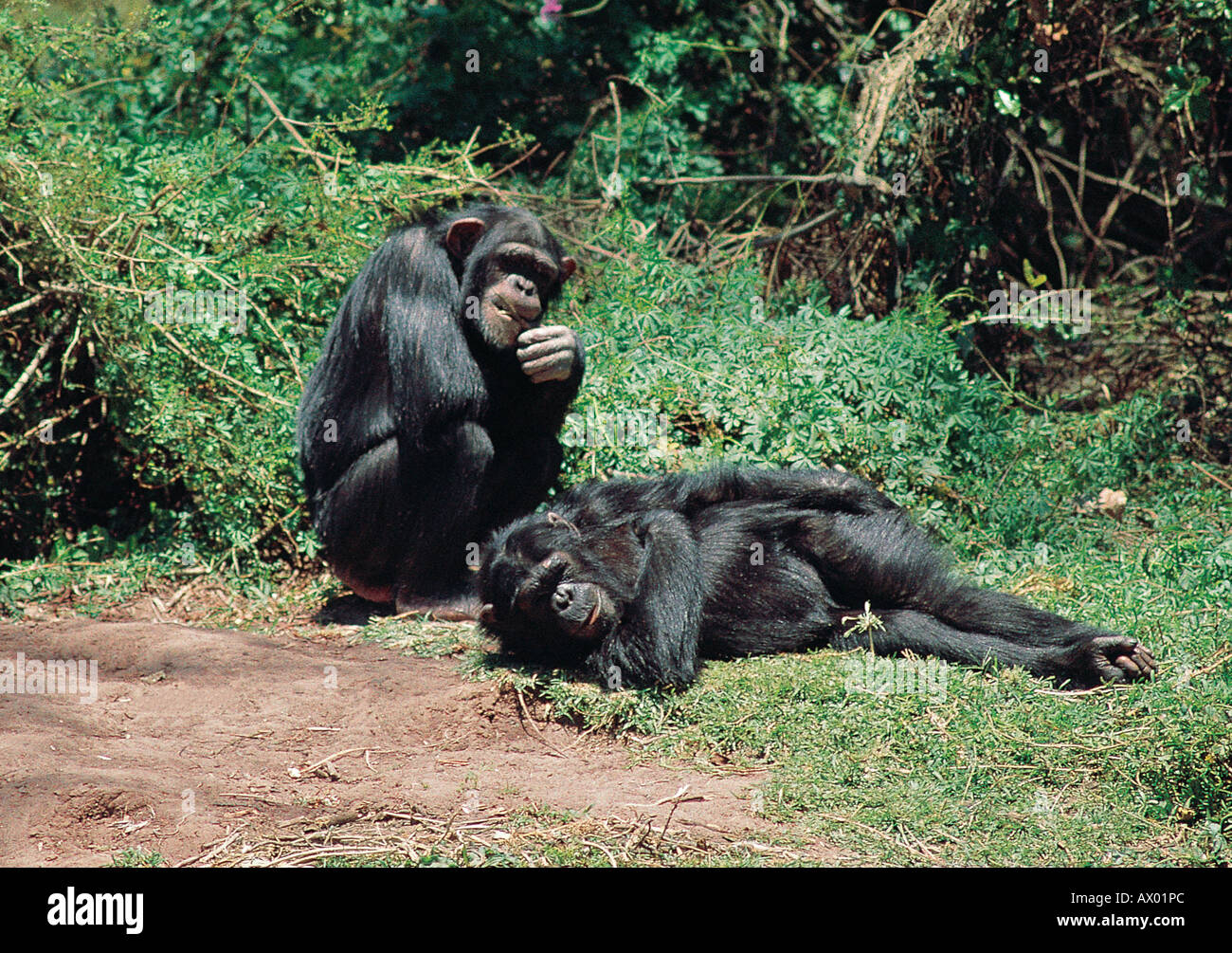 Chimpanzees resting on island sanctuary Sweetwaters Game Reserve Kenya East Africa Stock Photo