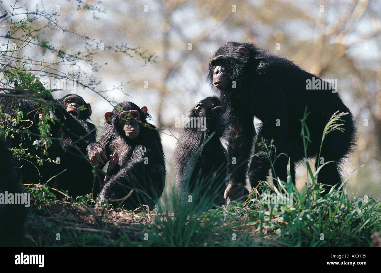 A group of Chimpanzees sitting in the sweetwaters of Game Reserve Sancturary Kenya East Africa Stock Photo