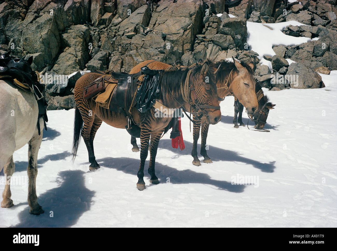 Two zebroids or sterile hybrids of horse and Grevy s Zebra on Mount