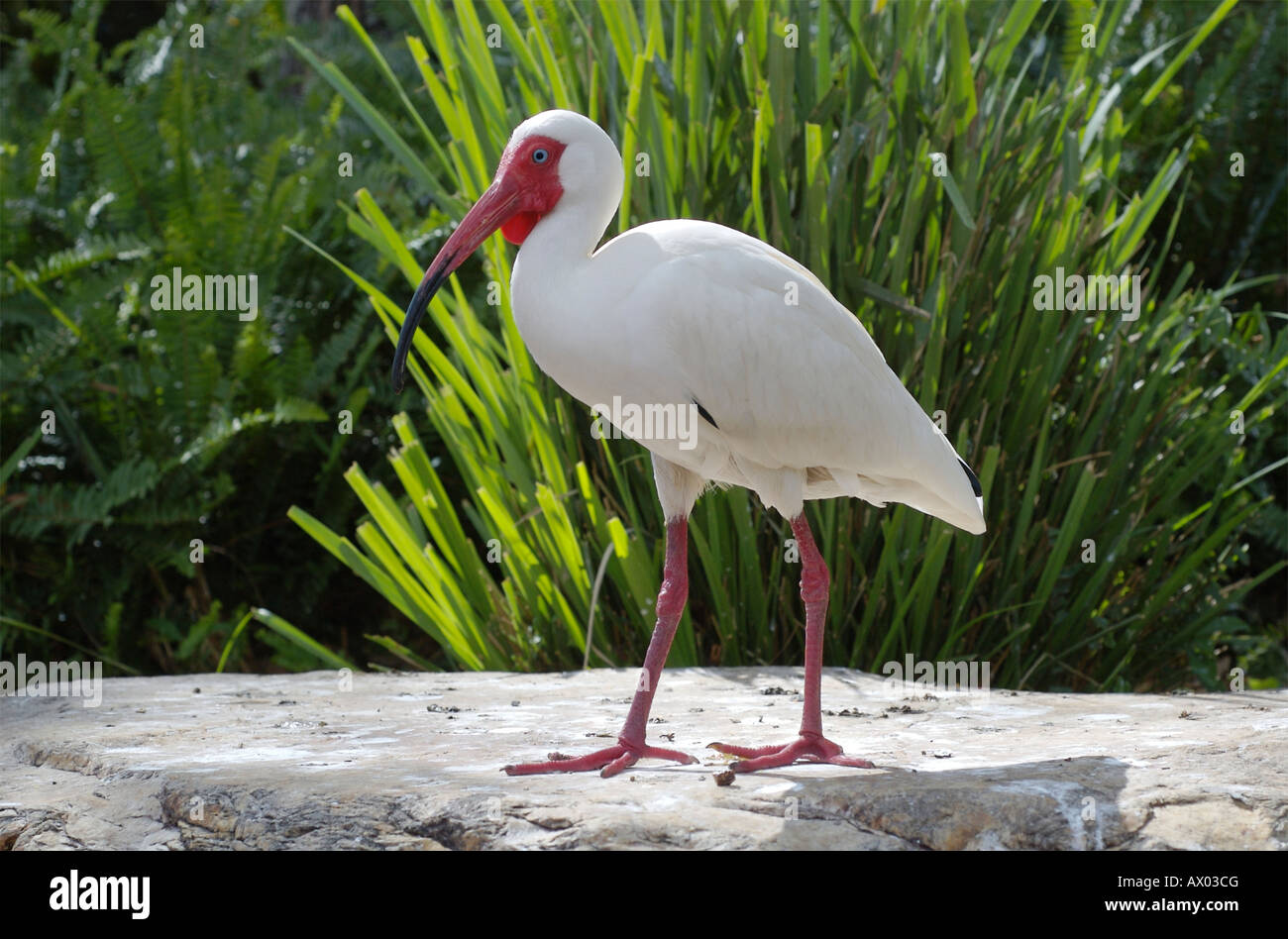 White ibis, Eudocimus albus. Stock Photo