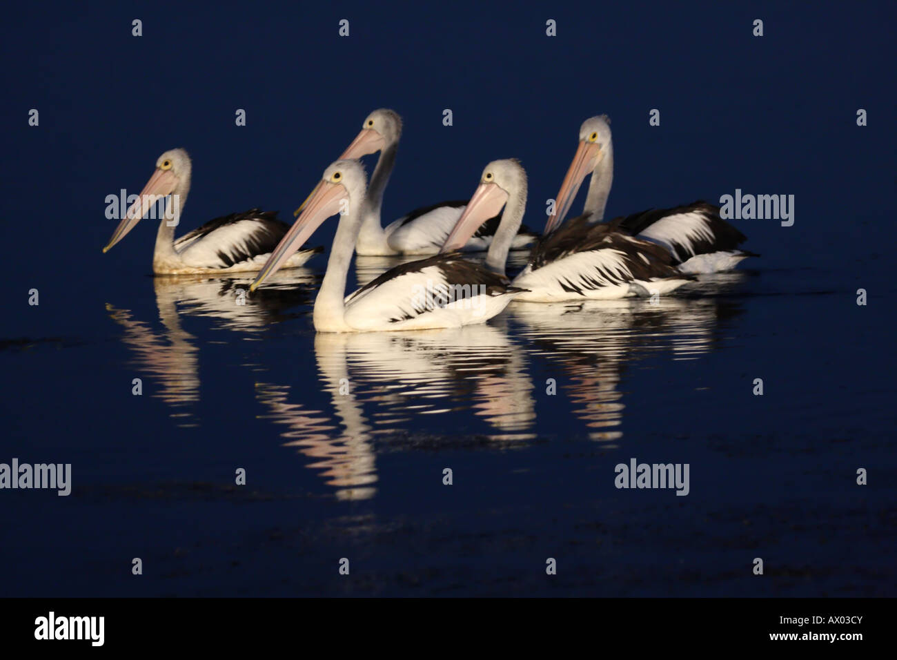 Australian pelican pelecanus conspicillatus, five adults on water pre-dawn Stock Photo