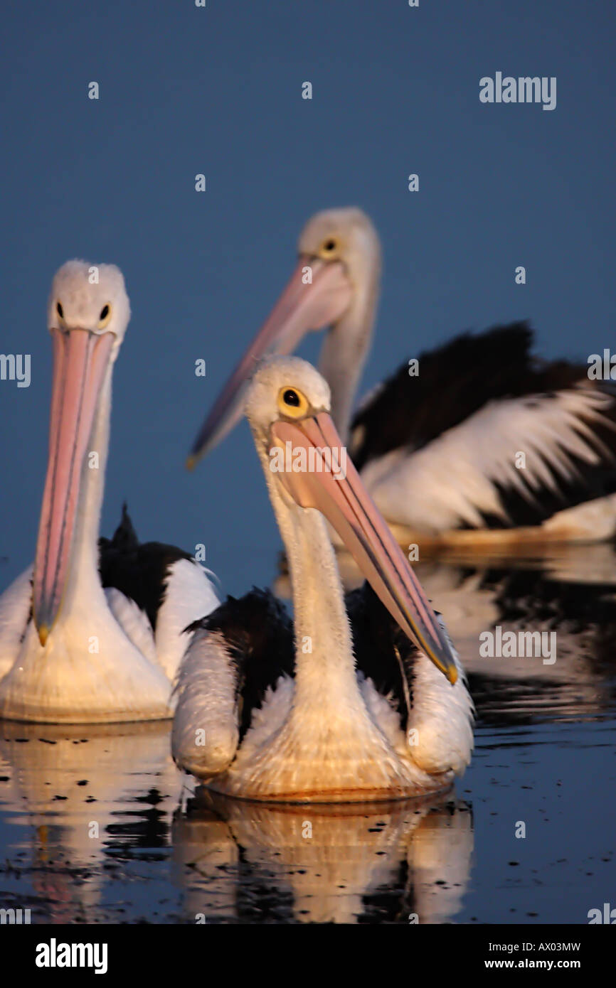 Australian pelican pelecanus conspicillatus, three adults on water pre-dawn Stock Photo
