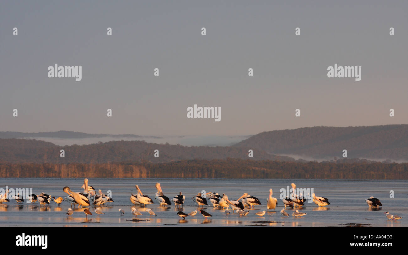 Mixed flock of waterbirds at sunrise Stock Photo