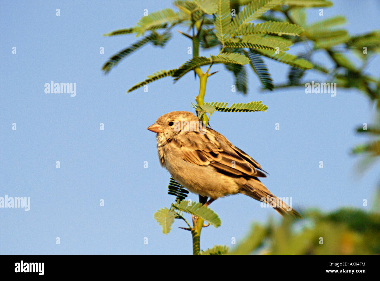 House Sparrow - Passer domesticus - Passeridae, Female, seen in flock’s around houses Stock Photo