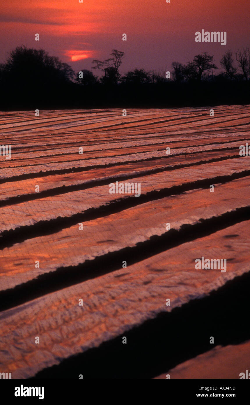 Field covered in plastic film for early cropping in UK Stock Photo