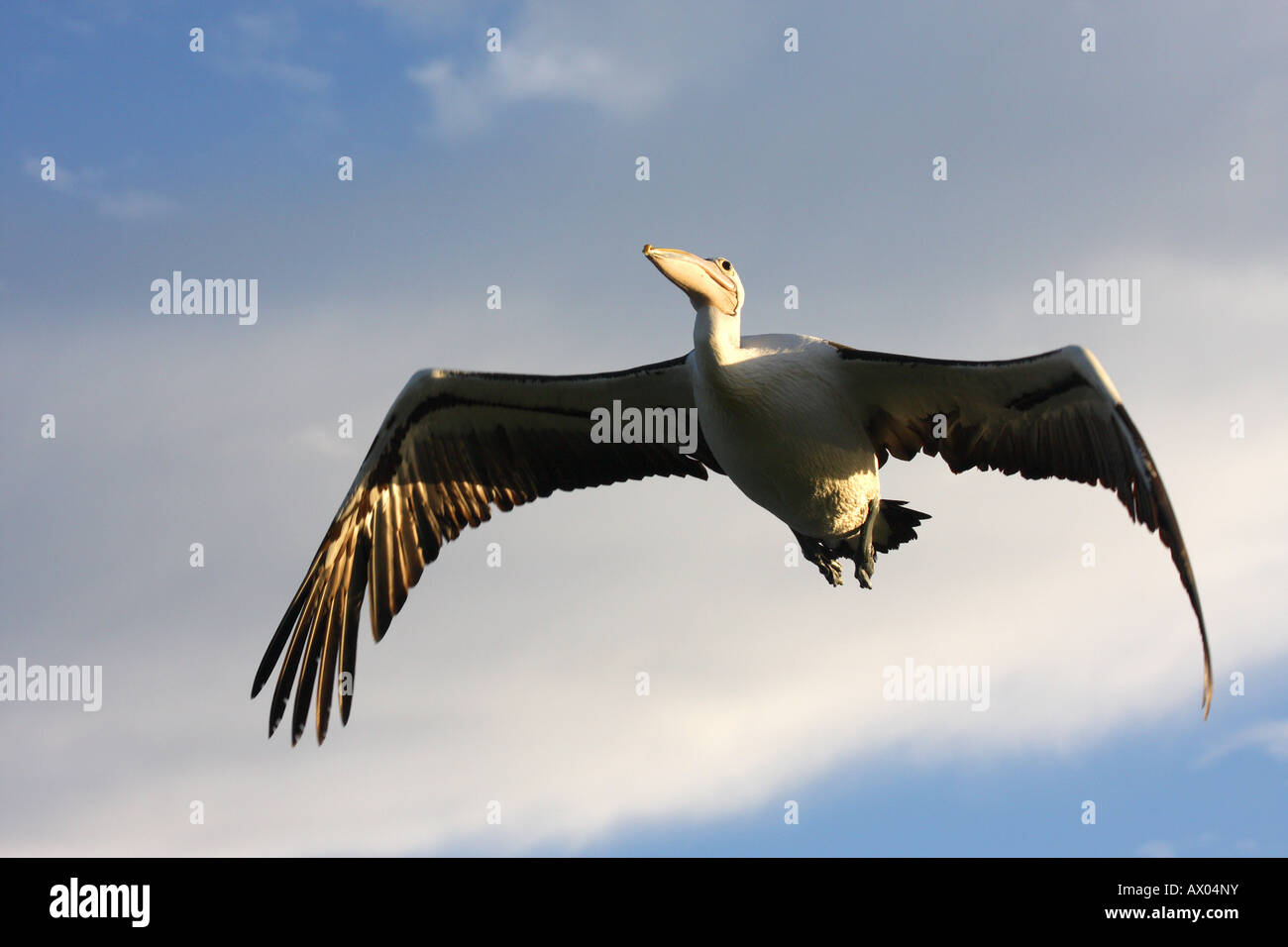 Australian pelican pelecanus conspicillatus, single adult in flight Stock Photo