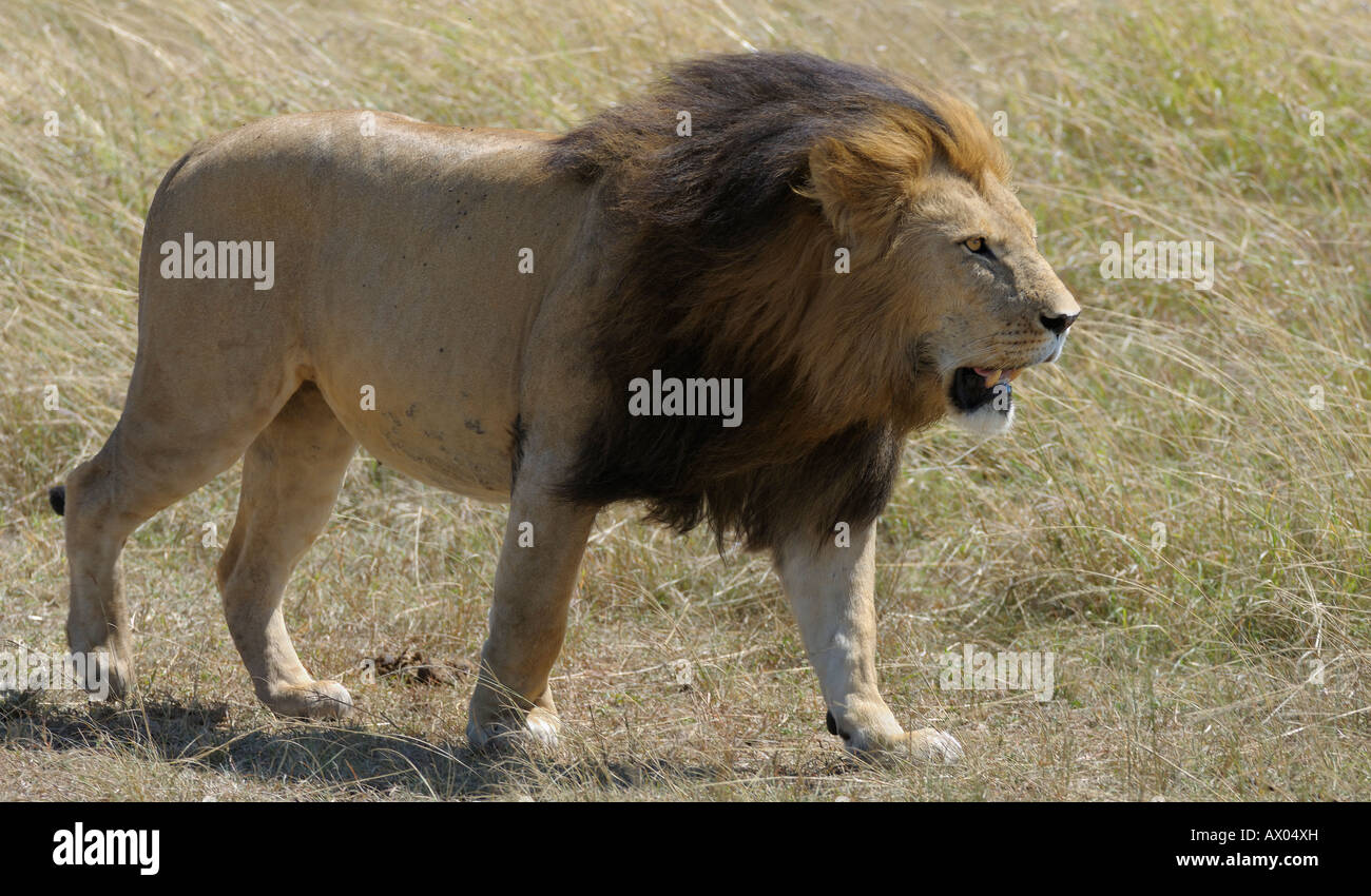 Big male lion hi-res stock photography and images - Alamy