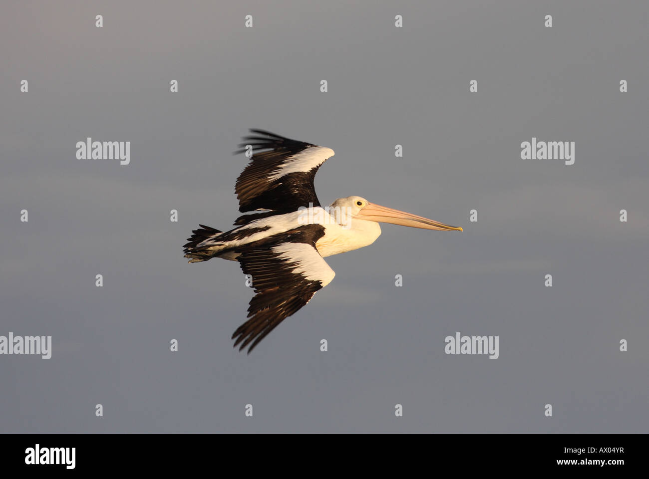 Australian pelican pelecanus conspicillatus, single adult in flight Stock Photo