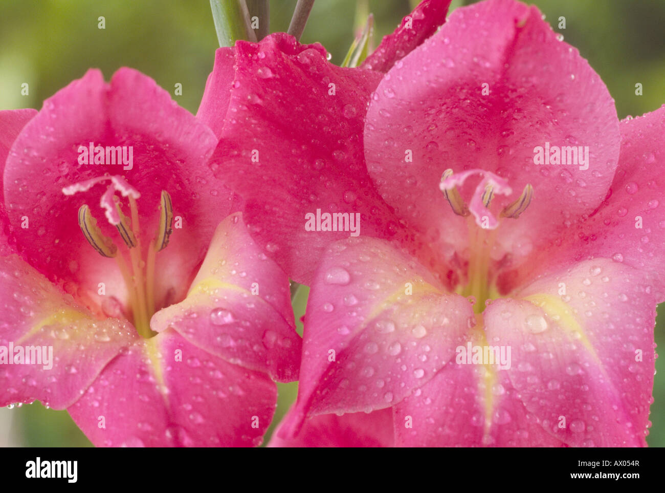 Gladiolus 'Charm' Classification Nanus Tubergenii Stock Photo