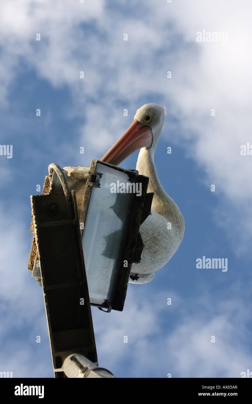 Australian pelican pelecanus conspicillatus, single adult sitting on a street light Stock Photo