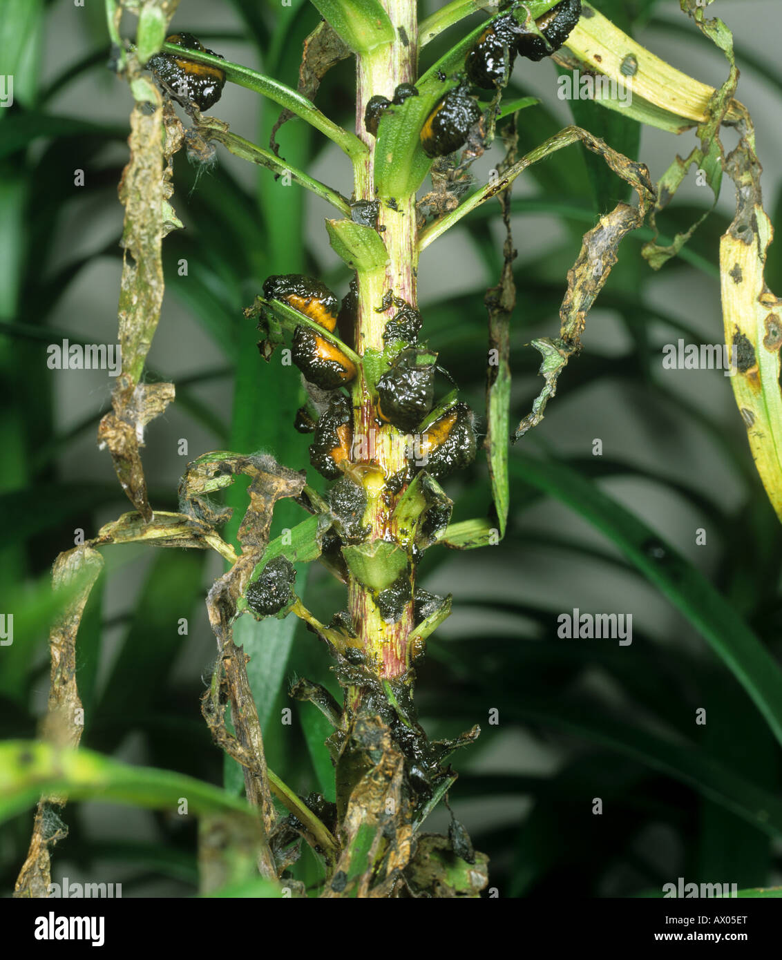 Lily beetle Lilioceris lilii sticky gelatinous unattractive grubs on a damaged lily plant Stock Photo