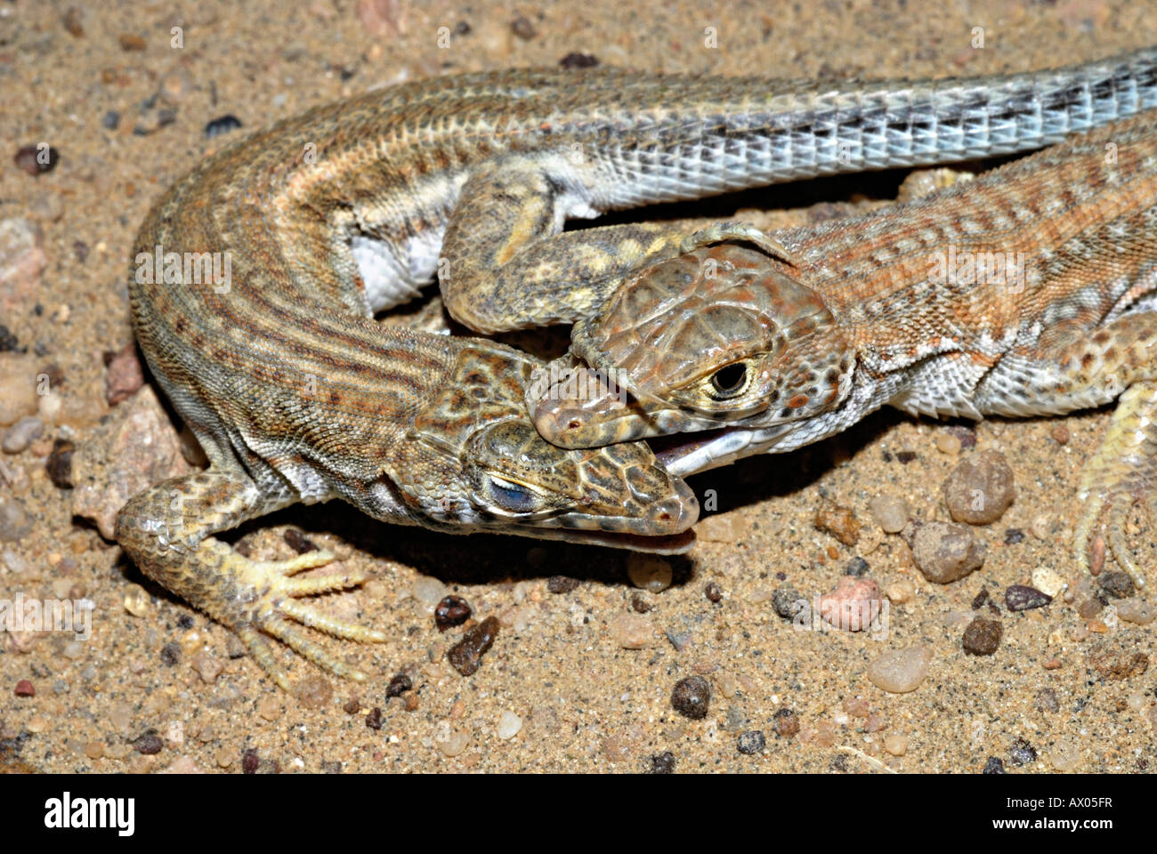 INDIAN FRINGE-FINGERED LIZARD, Acanthodactylus cantoris.  Males biting for dominance over each other. Jaisalmer Rajasthan, INDIA Stock Photo