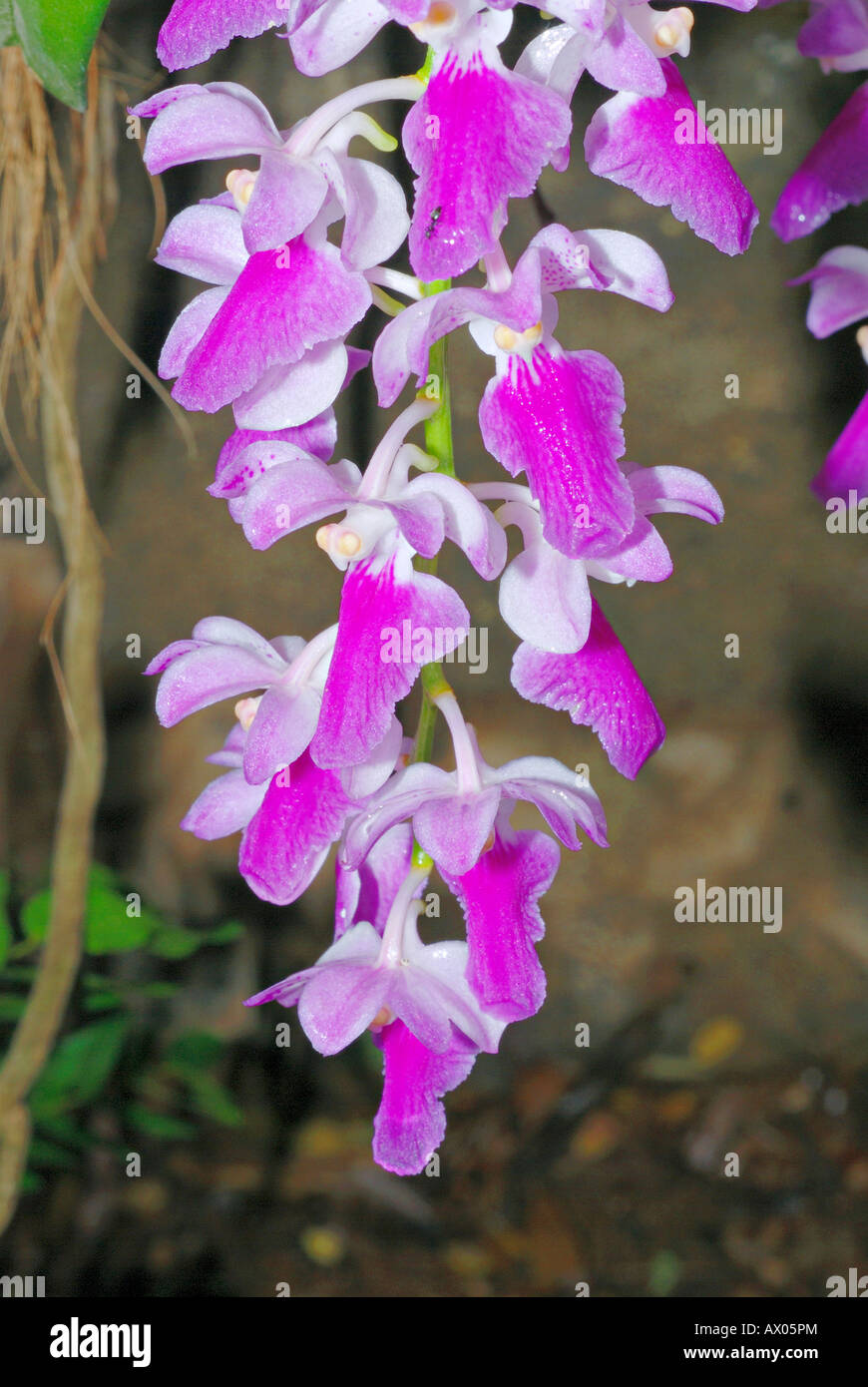 Vanda species, Vandaceous Orchids, is the famous Blue Vanda species. Stock Photo